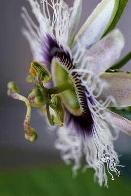 October 28. Passion  flower