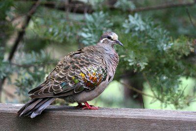 Common Bronzewing