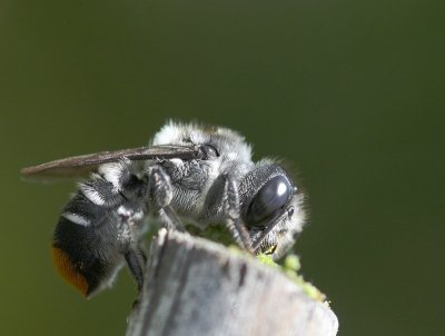 November 14. Native bee