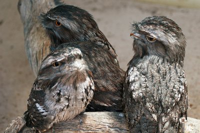 December 1. Tawny Frogmouths
