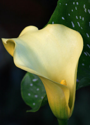 Zantedeschia