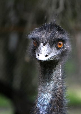 Australian Emu