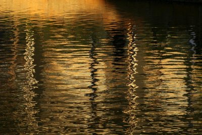 Reflections in a pond at twilight