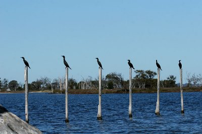 Six little Cormorants sitting on the poles