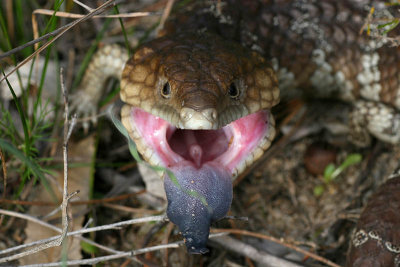Australian Blue-tongued lizard