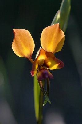 Diuris (Donkey Orchid)