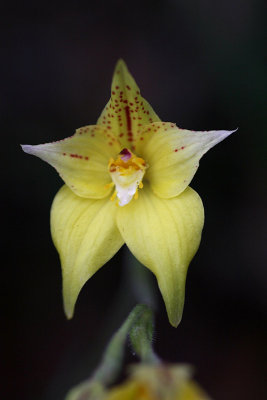 Cowslip orchid