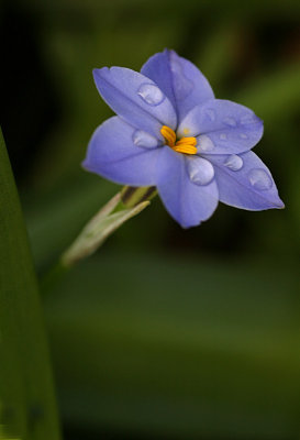 Ipheion