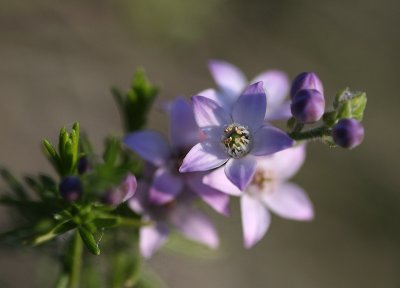 Philotheca nodiflora