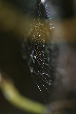 Colours in a web