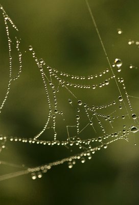 A foggy morning in Wiltshire