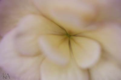 Begonia