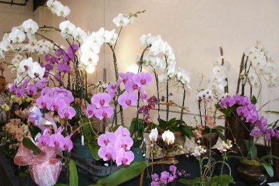 orchid_show