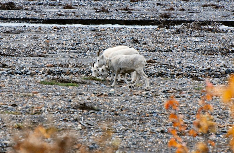 Dall Sheep