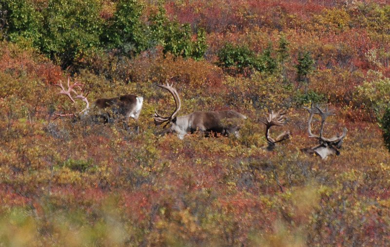 Caribou - Denali Park