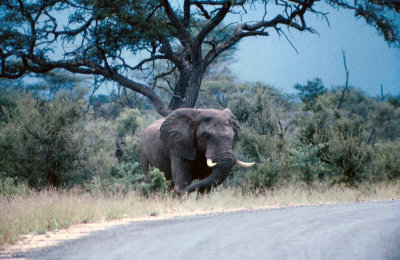 Hitchhiker