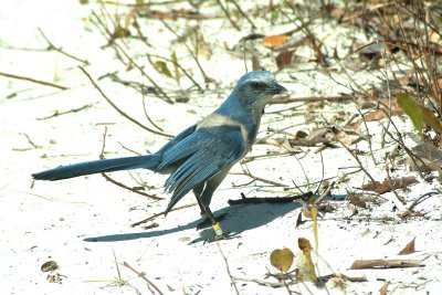 Oscar Scherer State Park, Florida