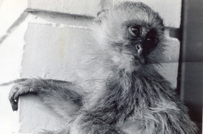 Someone's pet monkey RTV 1963