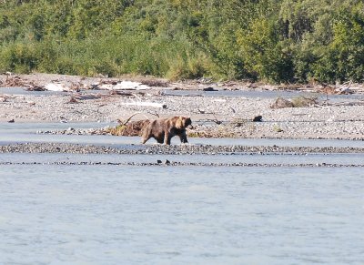 First afternoon - first bear