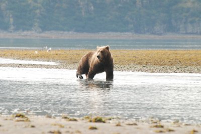 Katmai Alaska 2007