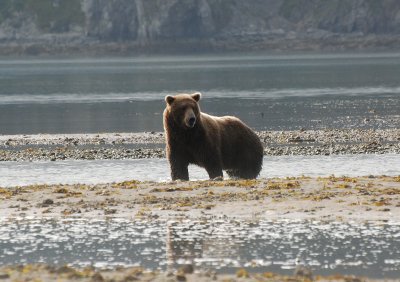  Grizzly  Bears of Katmai