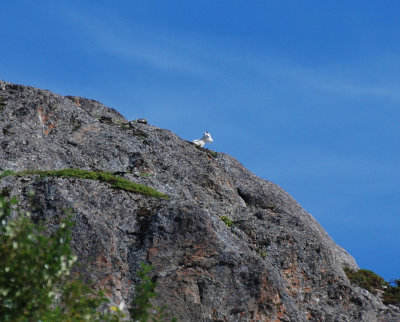 Dall Sheep on hillside Turnagain Arm