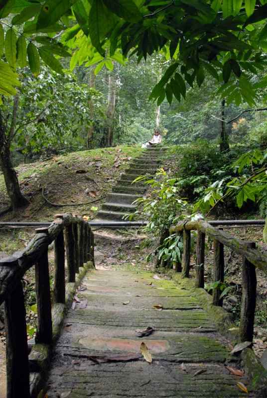 A walk in the forest