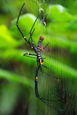 Little Miss Muffet ...