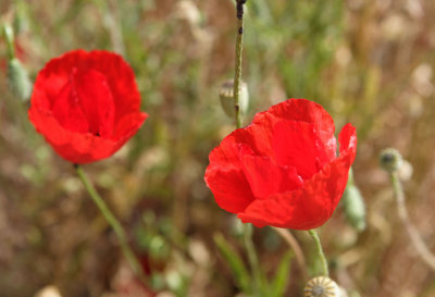 Poppies in Ephesus