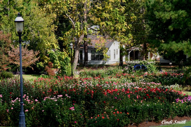 I BEG YOUR PARDON, I NEVER PROMISED YOU A ROSE GARDEN
