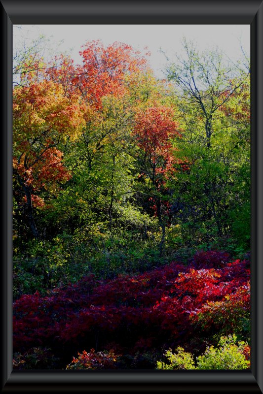 AUTUMN COLORS IN TEXAS!!!!!