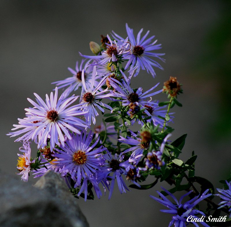 ASTERS