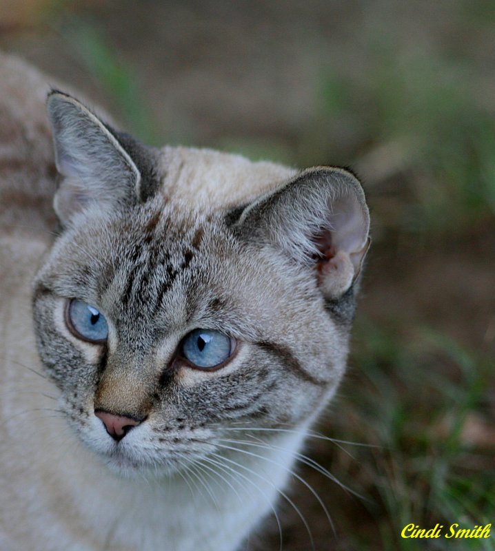 PUMA CHECKING OUT THE COMPETITION...HOWEVER, SHE SEES TWO OF EVERYTHING