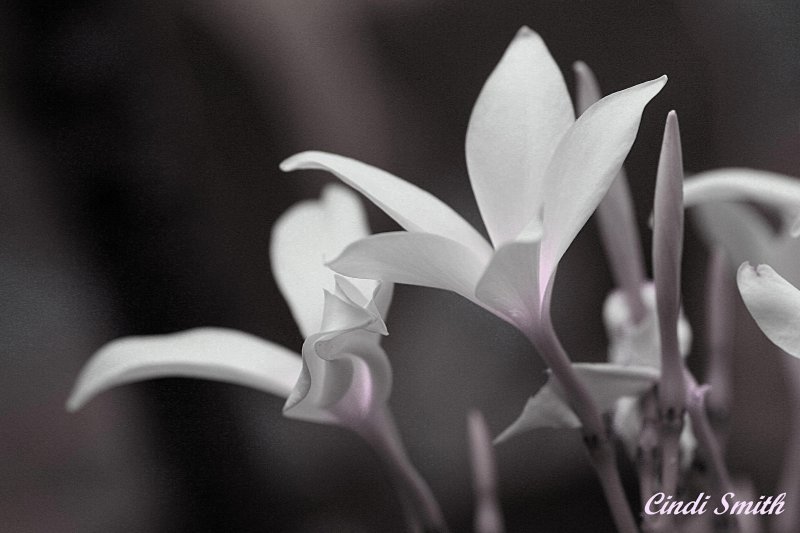 PLUMARIA BW