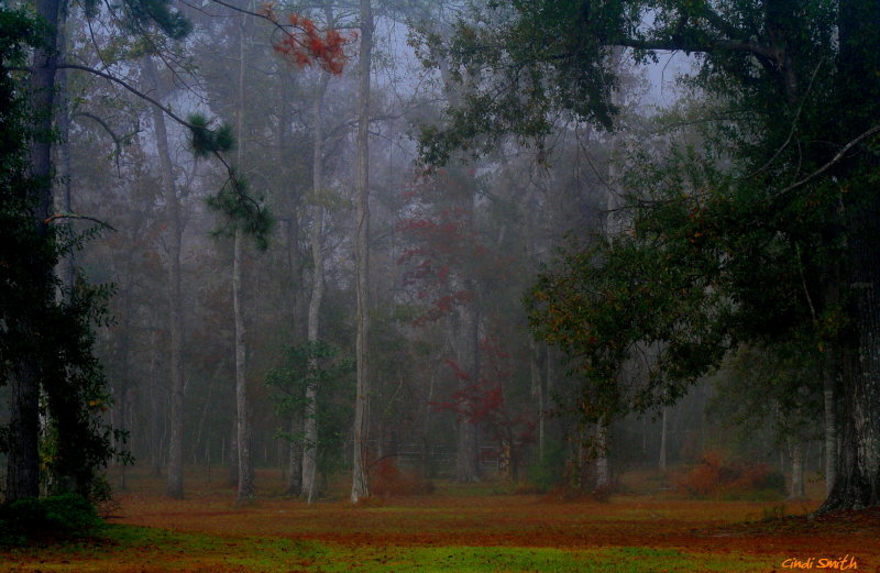 ANOTHER LOUISIANA FOGGY MORNING