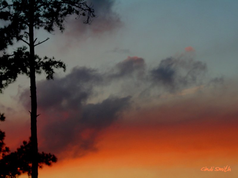 PINE TREE AND SUNSET