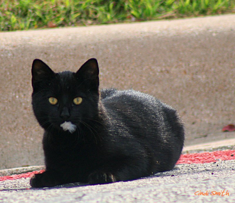 THE CAT THAT ATE THE CANARY