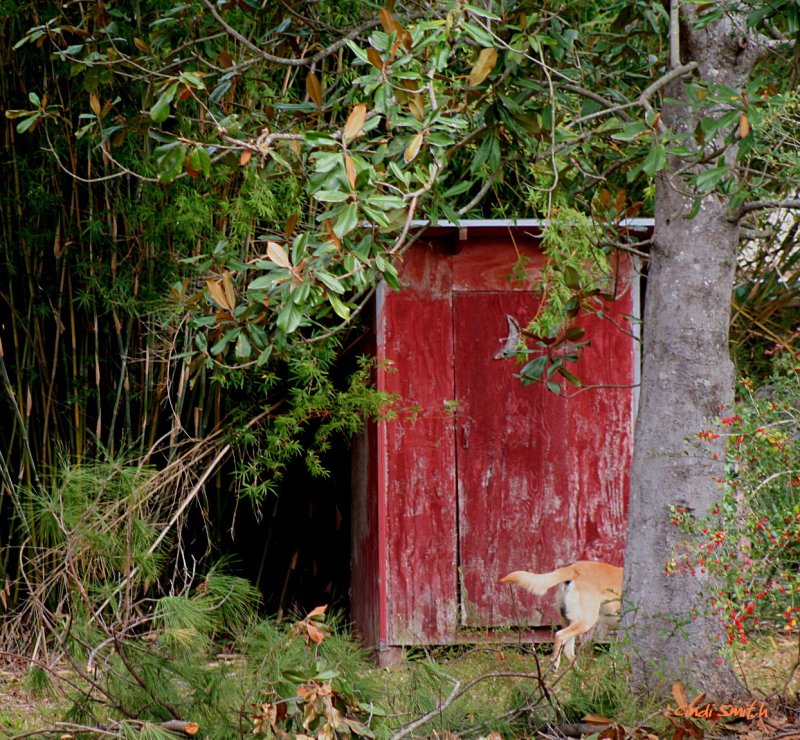 YOU STILL HAVE AN OUTHOUSE IN YOUR BACKYARD AND NOW YOU USE IT FOR STORAGE