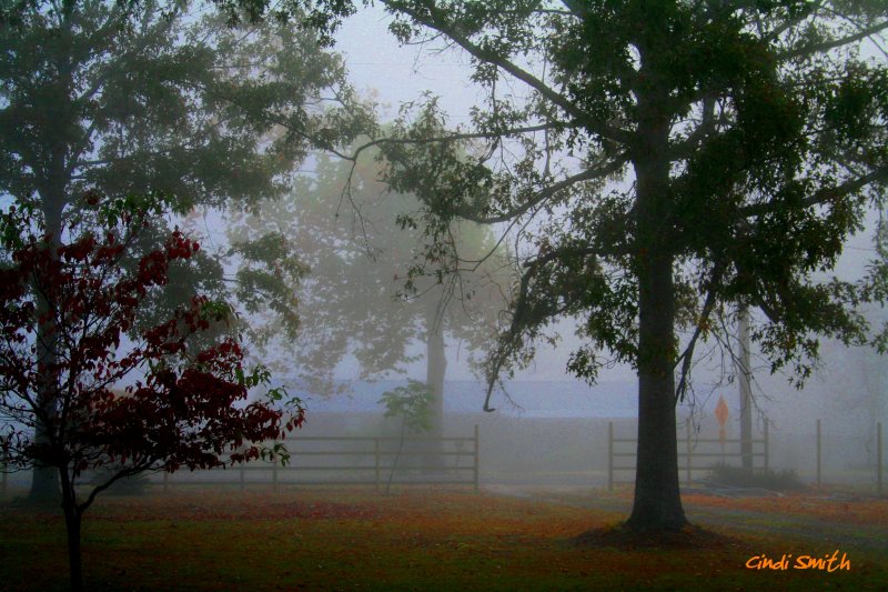 LAST SHOT OF THE MORNING FOG IN LOUISIANA