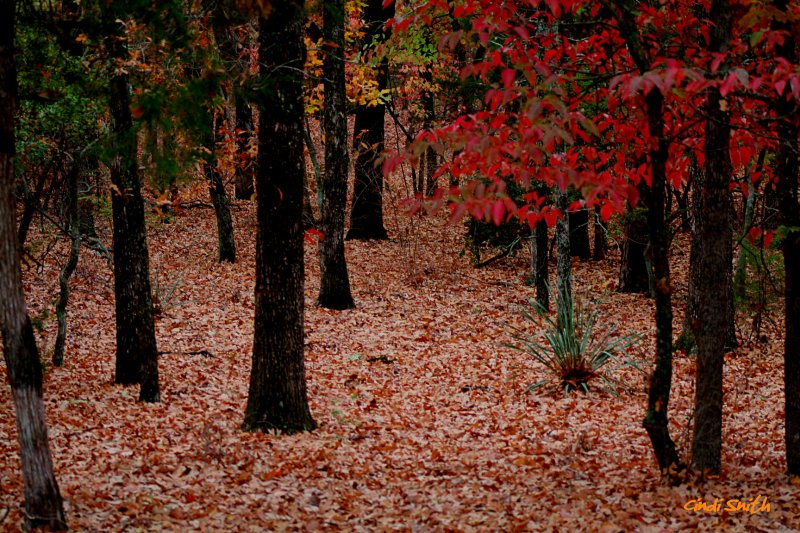 TREE TO TREE CARPETING