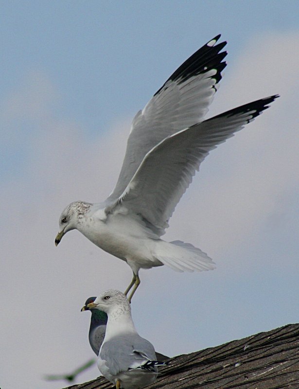 BALANCING ACT