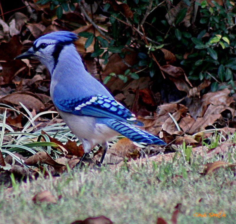 BLUEJAY