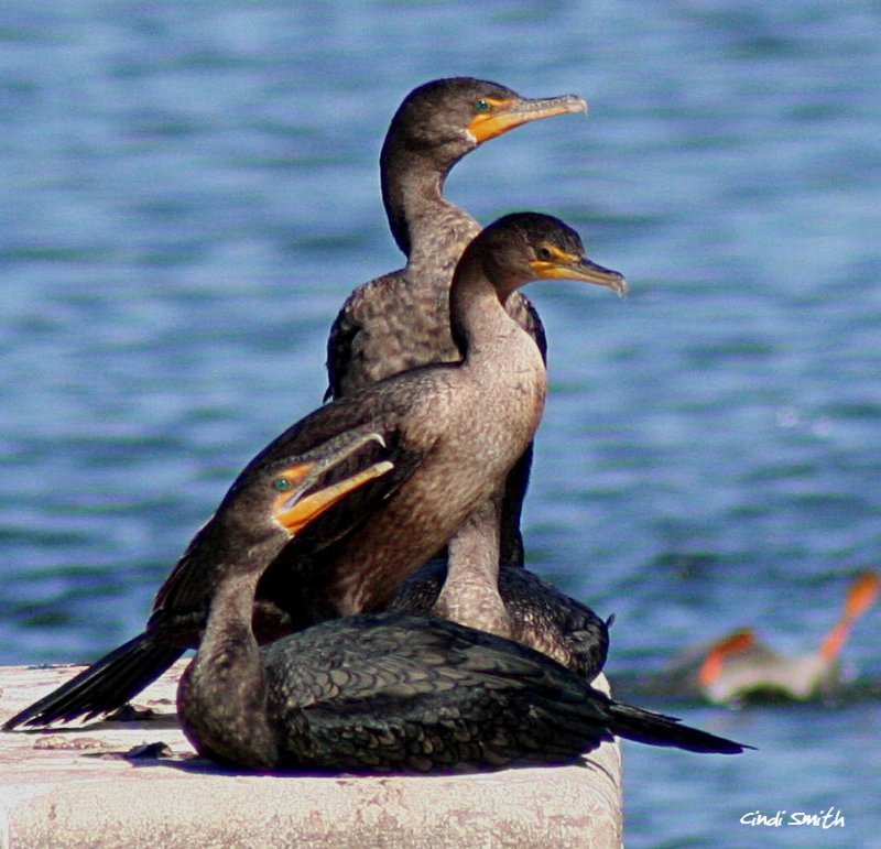 MARK MY WORDS, THE DUCKS ARE TAKING OVER...IT IS JUST A MATTER OF TIME!