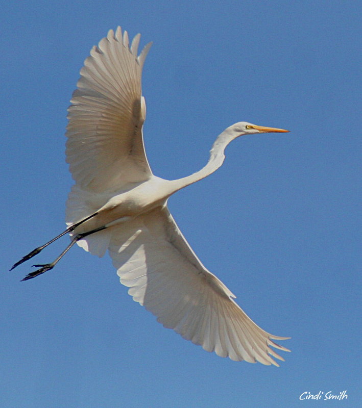 UNDER THE WINGS