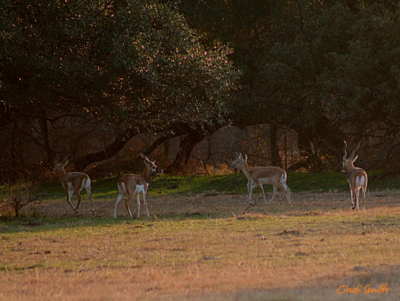 AFRICAN ANTELOPE IN NORTH FORT WORTH