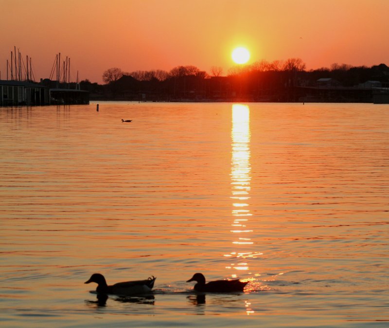 SWIMMING AT DUSK