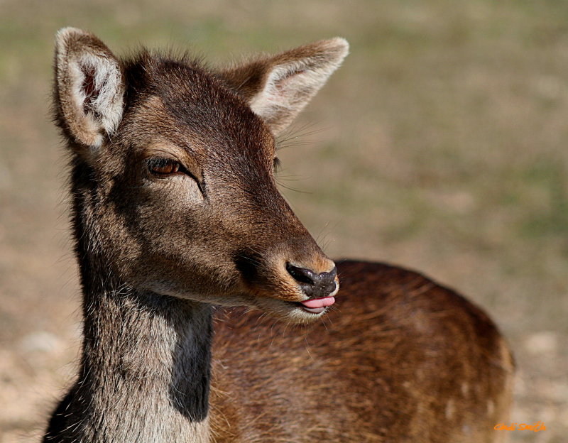 SOMEBODYS ALWAYS GOTTA SHOW ME THEIR TONGUE