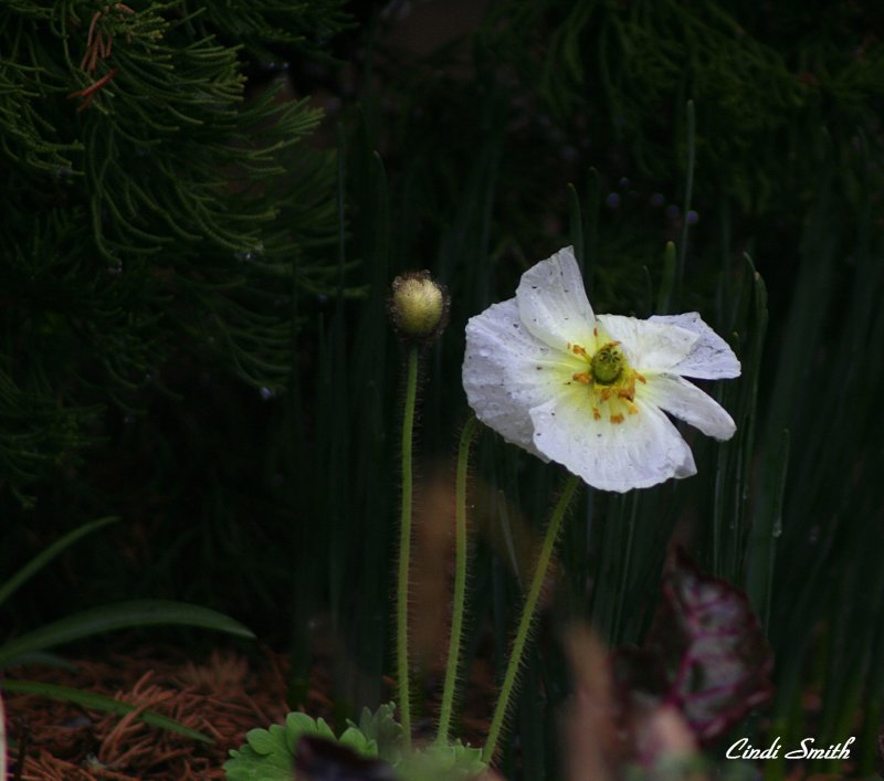 WEATHERING THE COLD