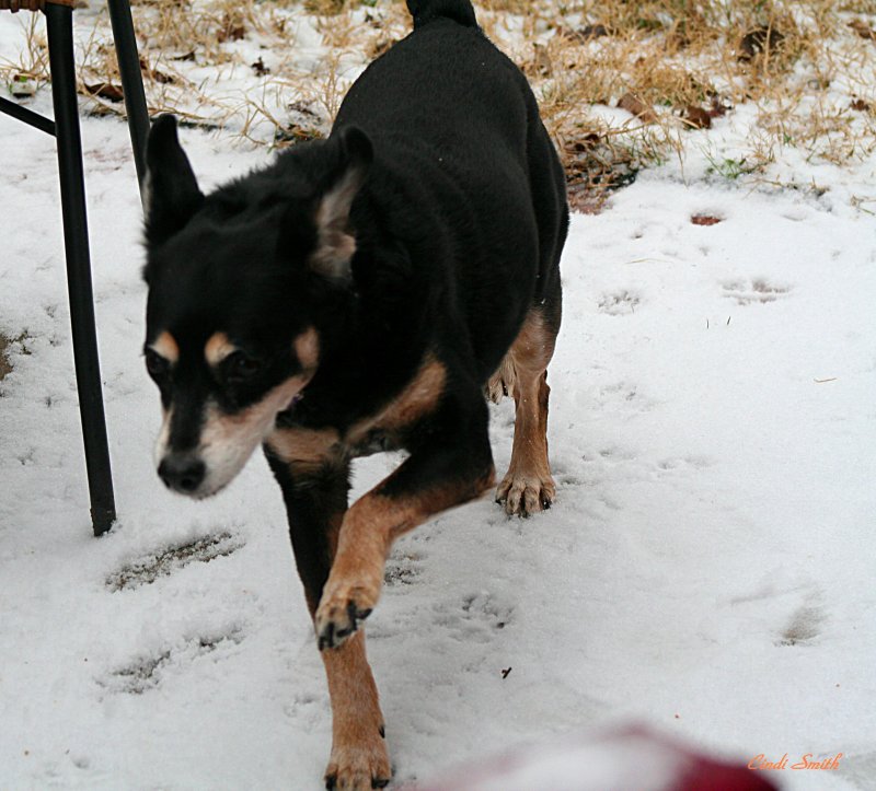 SADIE LOVES THE SNOW