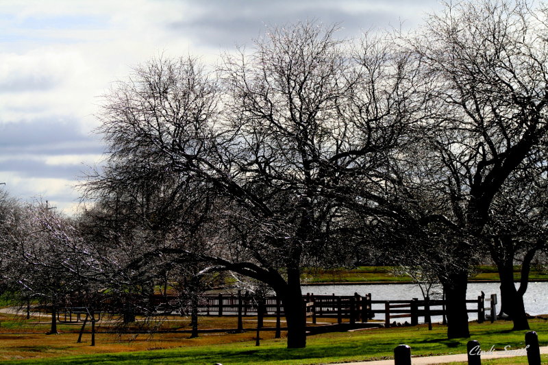 TREES